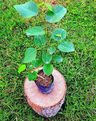 Corofitam Red Sandalwood Plant