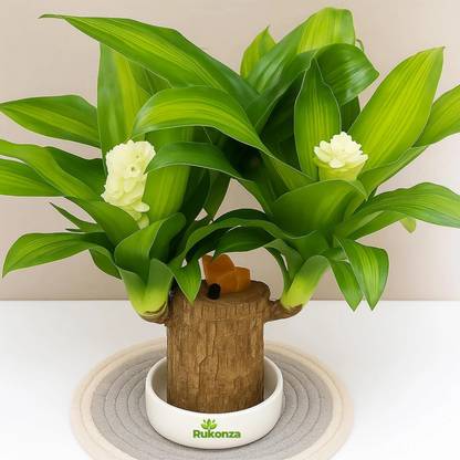Rukonza Brazilian Wood