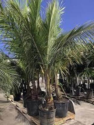 dew drop Coconut Plant