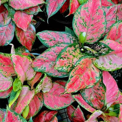buddingbeauty Pink Aglaonema Plant