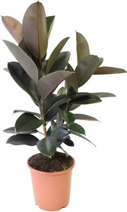 DINKA NARSARY Pothos Plant