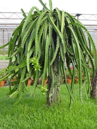UGALLO Dragon Tree