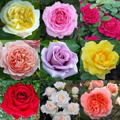 MagicQueen Rose Plant