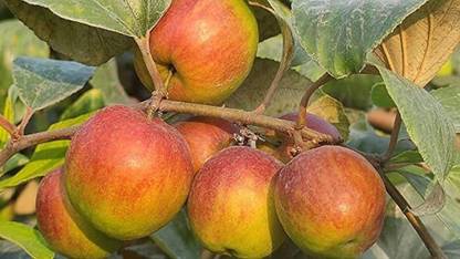 Platone Ber Apple Plant