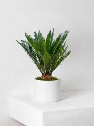 Cycas Palm Cyclamen Plant