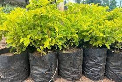 ABEFARIYA Duranta Plant