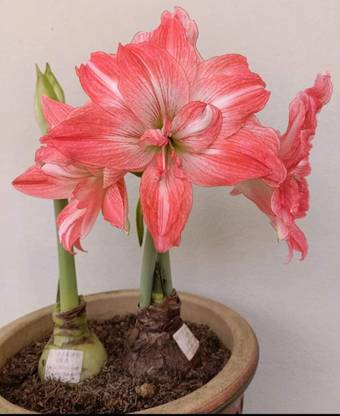 clivia liiy Clove Plant