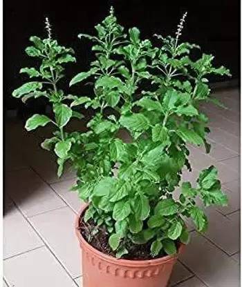 Live Hub Tulsi Plant