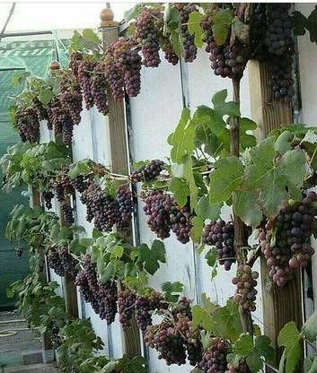 PLaNeTreee Grapes Plant