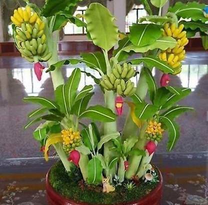 greenhousestore Banana Plant