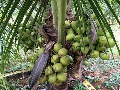 DEEJAY Coconut Plant