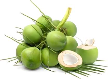 Green view Coconut Plant