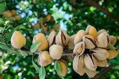Cloud Farm Almond Plant