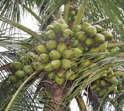 Grafted Kalpasree Coconut Plant