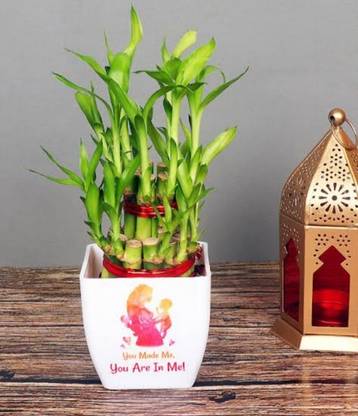 ARYAN EVERGREEN Lucky Bamboo Straight Stick