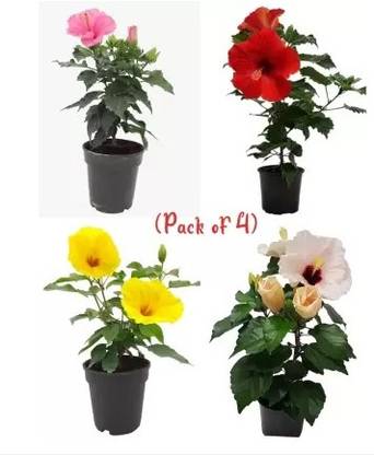 Cloud Farm Hibiscus Plant