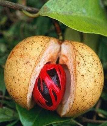 Greenery Nursery Nutmeg Plant