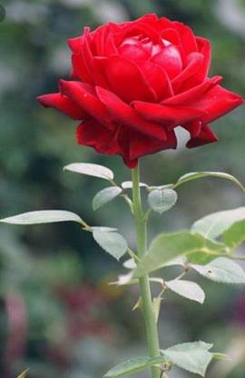 S SIKDER STORE Rose Plant