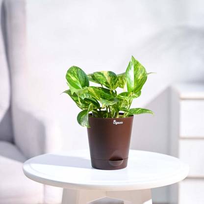 UGAOO Variegated Money Plant
