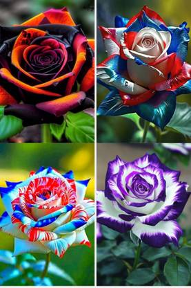 MAQINPLANTHOUSE Rose Plant