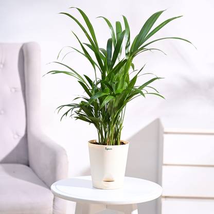 UGAOO Areca Palm