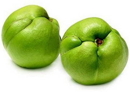 the green dotcom Elephant Apple Plant