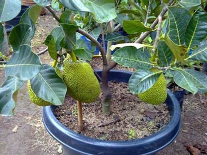 Axotic Plant Hub Grafted Jack Fruit Plant