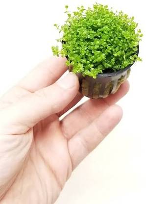 Skrhuvoy Dwarf Copperleaf Plant