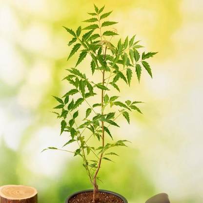 PPSG ENTERPRIES Neem Plant