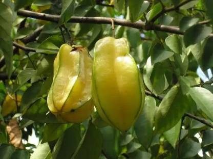 Cloud Farm Star Fruit Carambola Grafted Plant