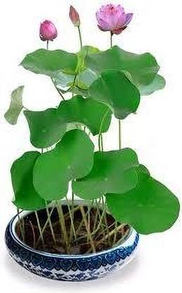 RoyPlants Lotus Plant