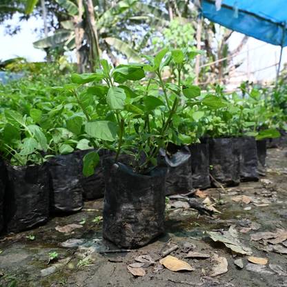 Cloud Farm Tulsi Plant