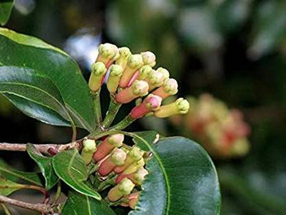 Cloud Farm Clove Plant