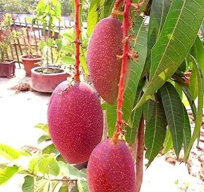 BALA PLANT CREATION Mango Plant