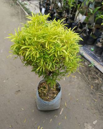 Aureo Aechmea Plant