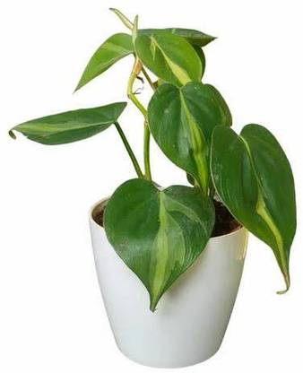 GPPLANT Money Plant
