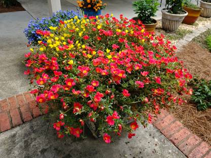 PORTULACA Portulaca Plant
