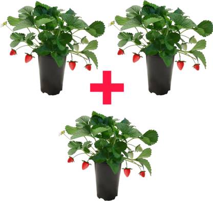 SPYPL Strawberry Plant