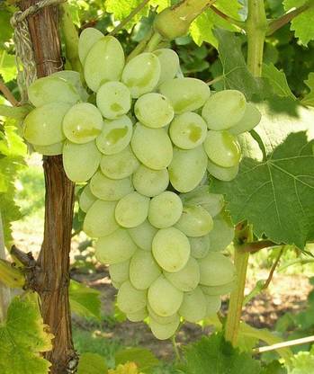 MoumitaNursery Grape Plant