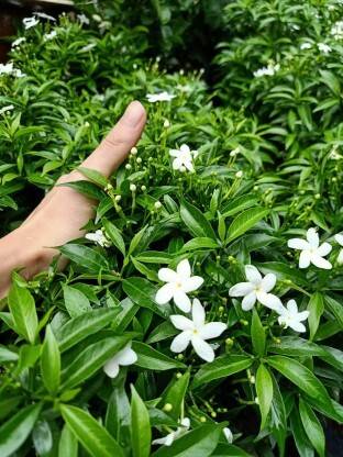 HIGH TECH FARM Jasmine Plant