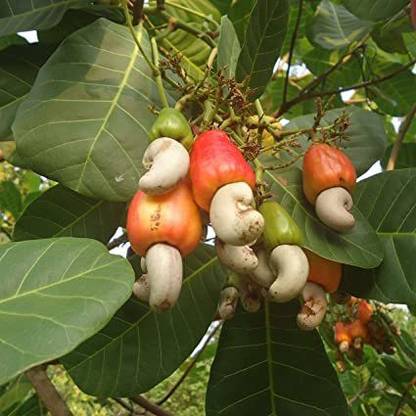 ONLINE PLANT BAZAR Cashew Plant