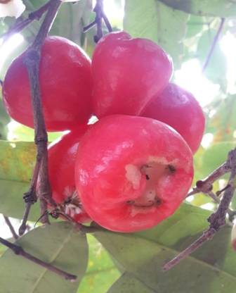 Cloud Farm Jamun Plant