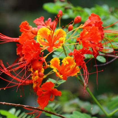 Gardeners Choice Peacock Flower Plant