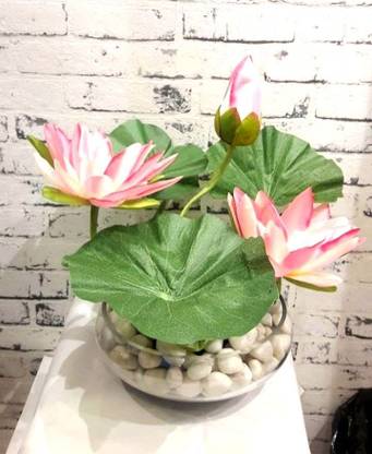 GREENSEA Lotus Flower Seeds | Water Pond Plant Seeds | Easy to Grow | Aquatic Plant Seed