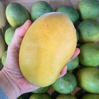 Rousal Berrys Brooks Grafted Mango Plant