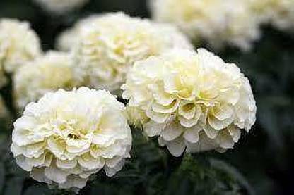 greenplanthub Marigold Plant