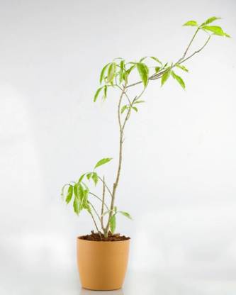 Evergreen Chandini Flowering Plant