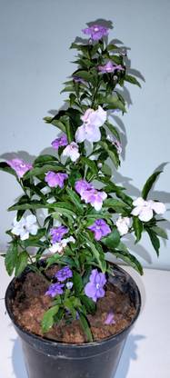moreis Perfume Tree Plant