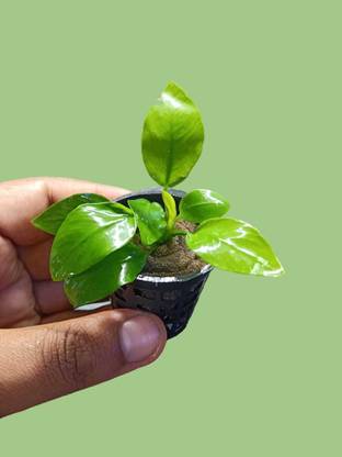 Mf aquatic plants Anubias Nana Gold