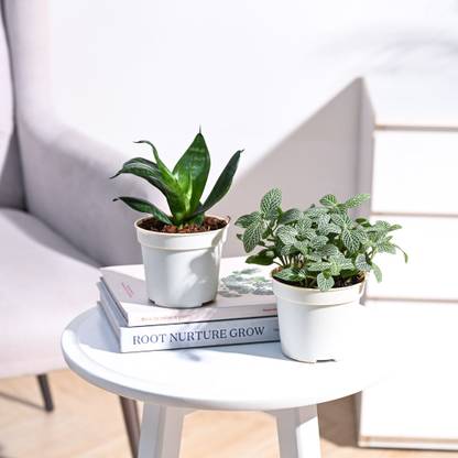 UGAOO Fittonia plant, Green Sansevieria Snake Plant